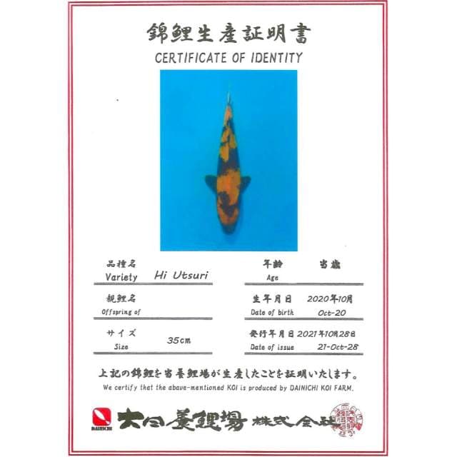 HIU DAINICHI 35CM MALE