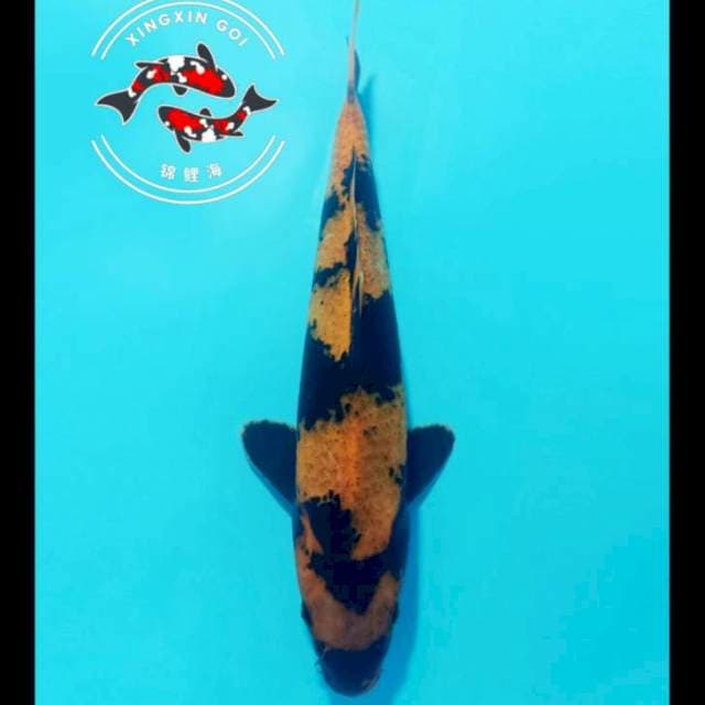 HIU DAINICHI 35CM MALE
