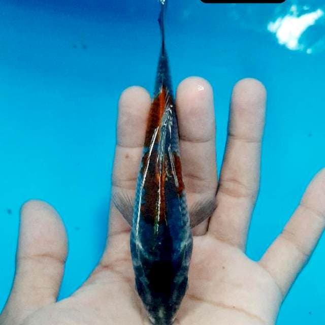 Kujaku 14 cm