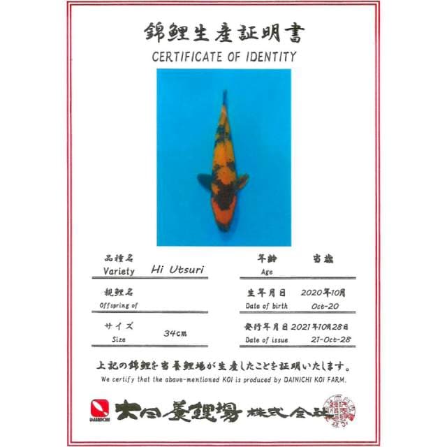 HIU DAINICHI 34CM MALE