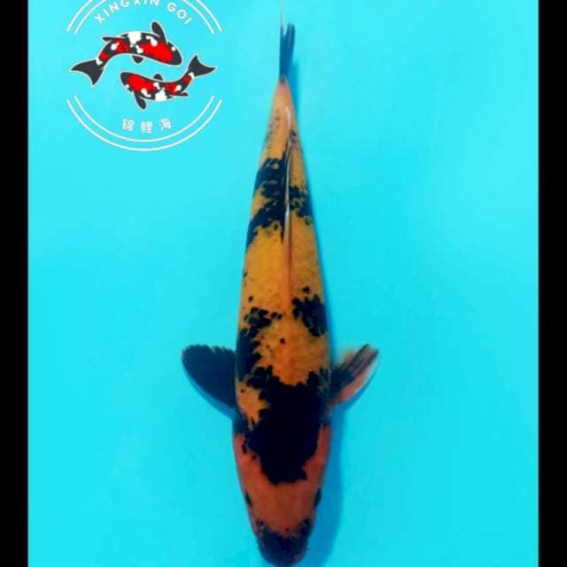 HIU DAINICHI 34CM MALE