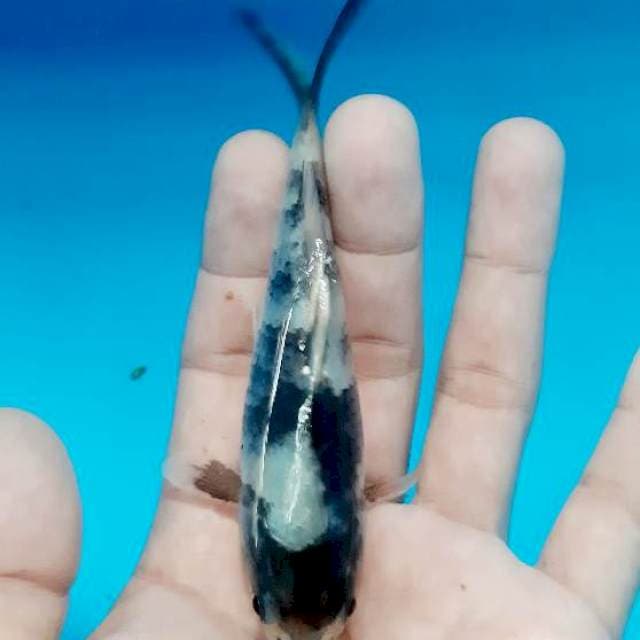 Shiro 11 cm