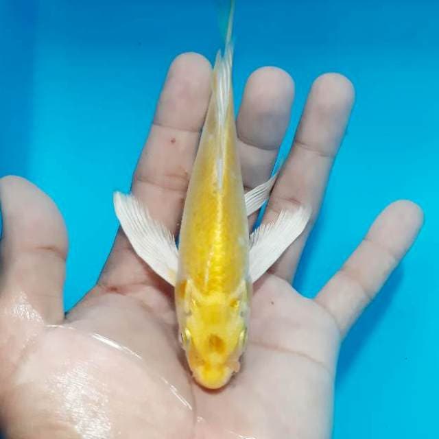 Kumpay ogon 16 cm