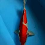 Mokondo 36cm doit murni