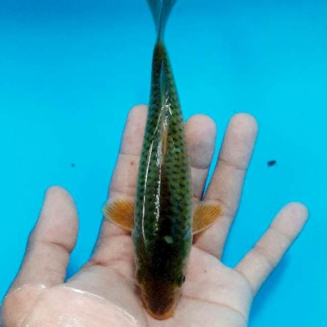 Midori 17 cm