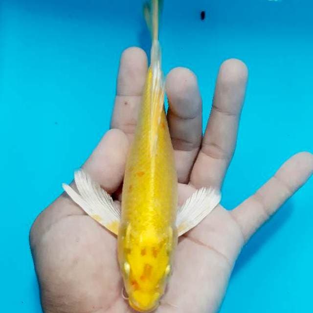 Kumpay ogon 19 cm