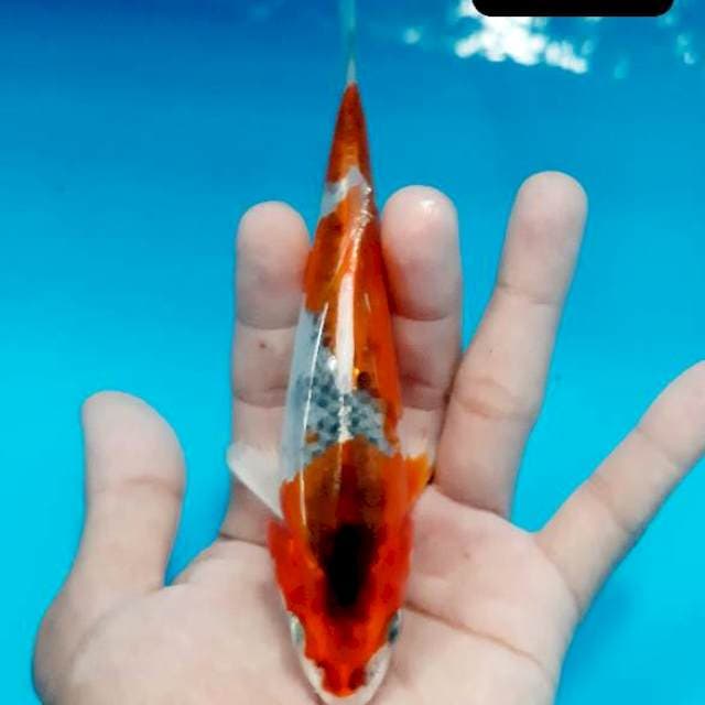 Kujaku 16 cm