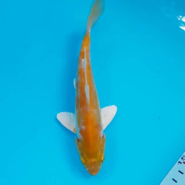 Ogon 19 cm