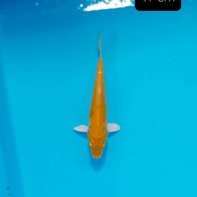 Ogon 17 cm
