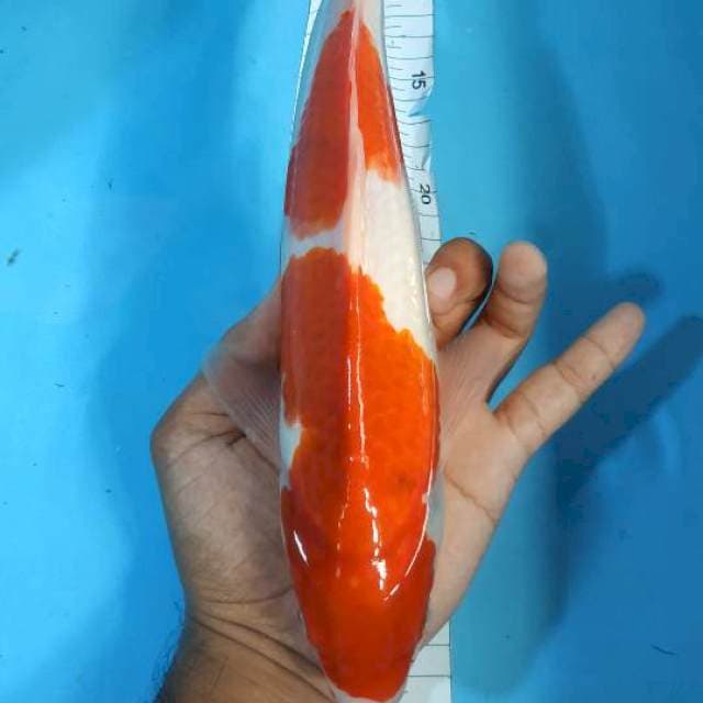 AIKOROMO 33 cm male 