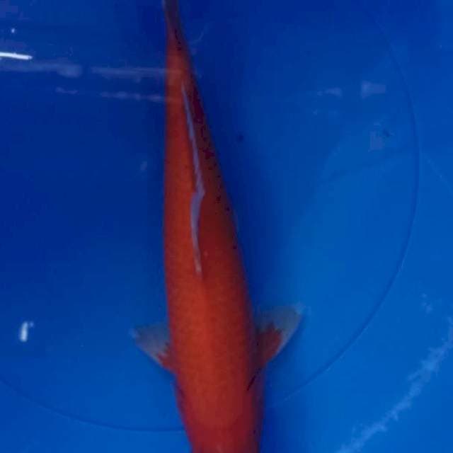 AKA Hajiro (Red) 35cm