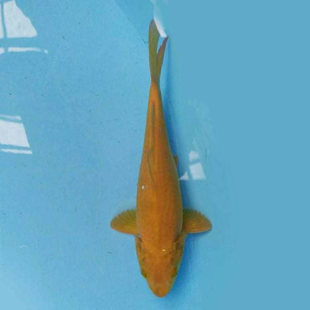 Karashi 26 cm