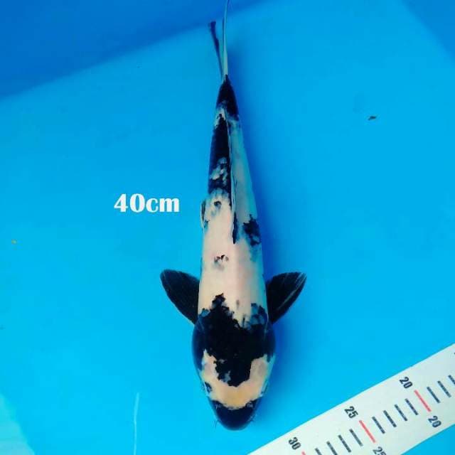 H## SHIRO 40 cm