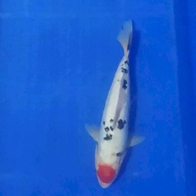 Tancho sanke doit 31cm