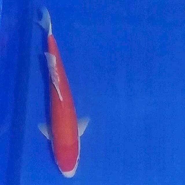 Kohaku doit murni 33cm