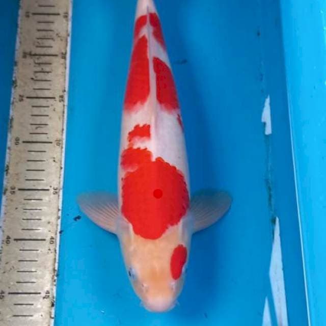 Kohaku 41cm