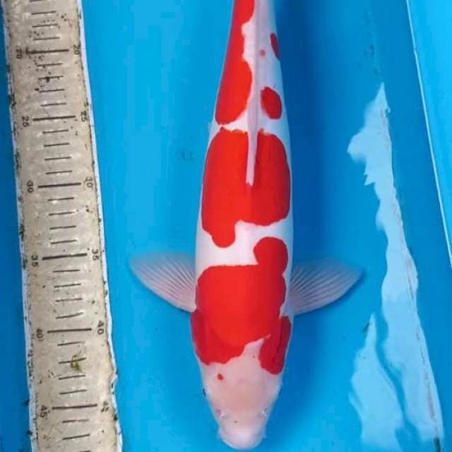 Doitsu Kohaku 40cm