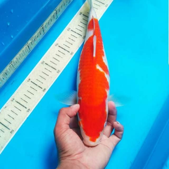 F1 - KOHAKU BODY KEKAR