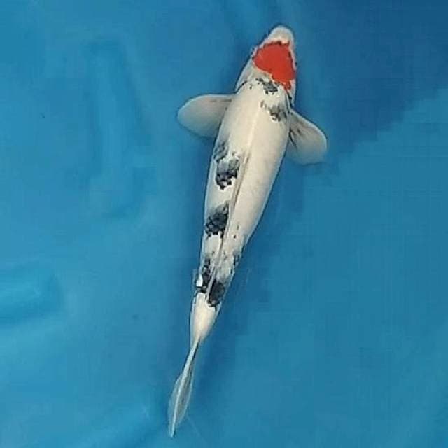 Tancho Showa 37cm