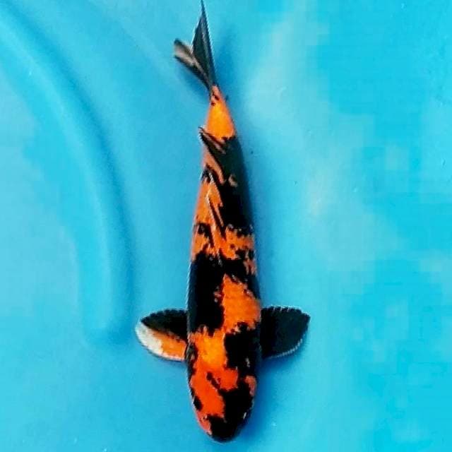 Hi utsuri 32cm