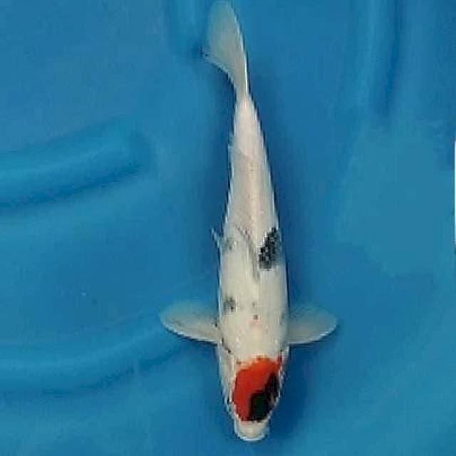 Tancho Showa 31cm