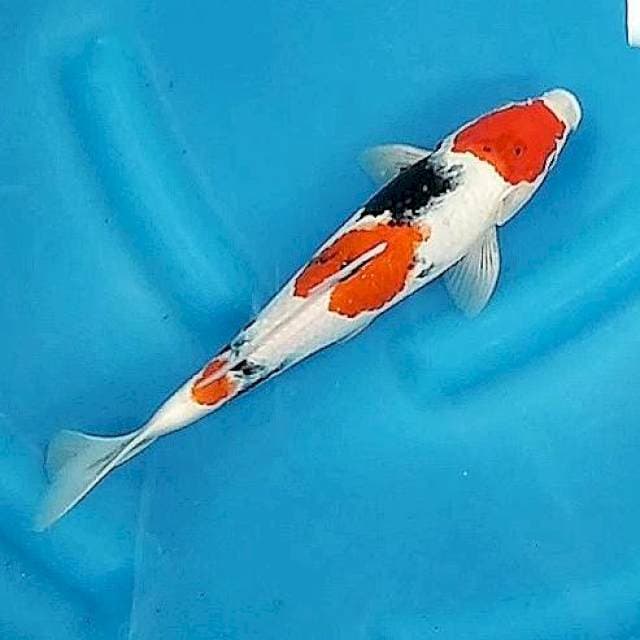 Kindai showa tategoi 31cm