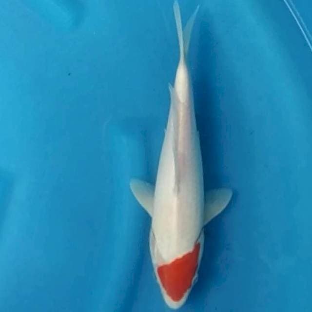 Tancho kohaku 30cn