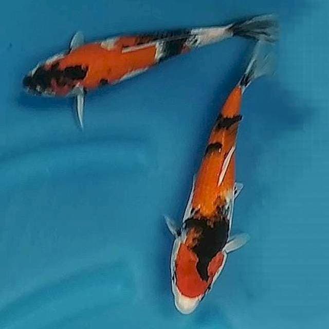 2ekr showa 27,29cm