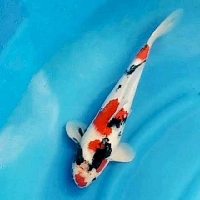 Kindai showa 36cm