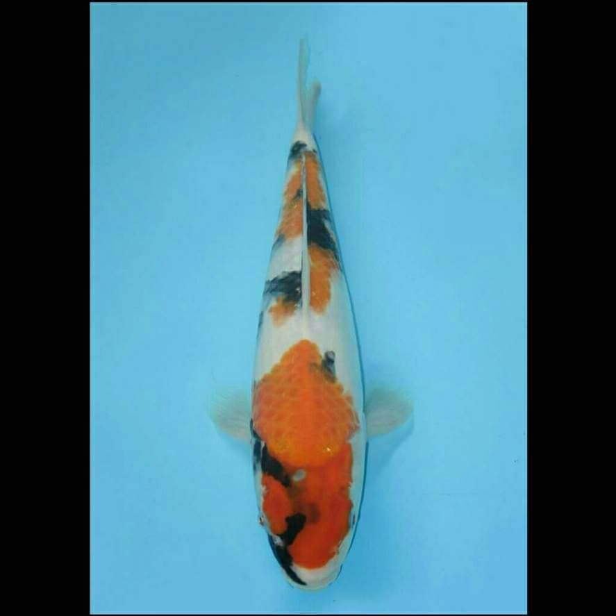 Kindai showa 29 cm