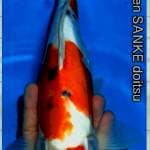 Sanke Doitsu 35 cm