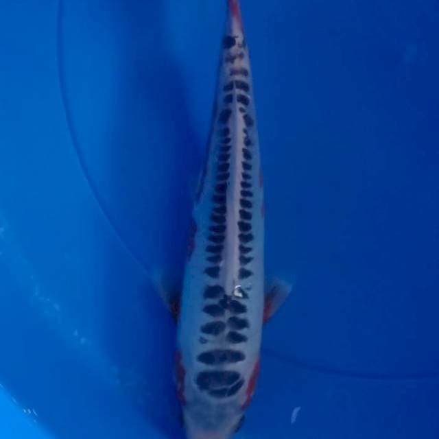 Shuzui  27cm