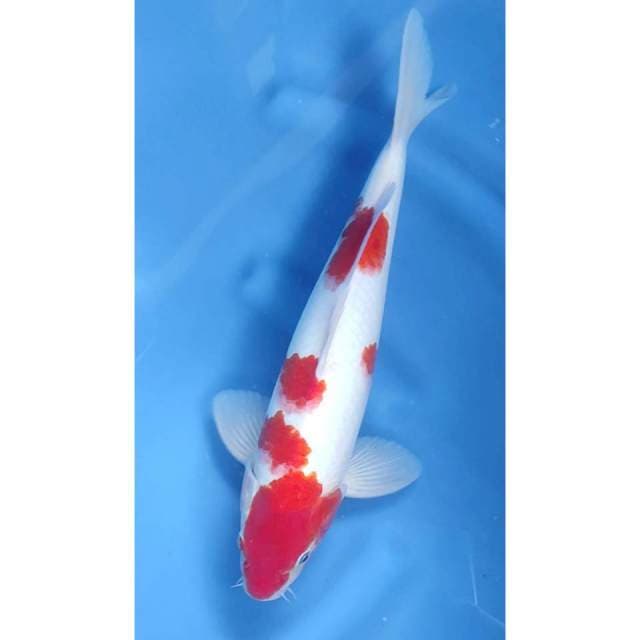 40CM // KOHAKU STRONG
