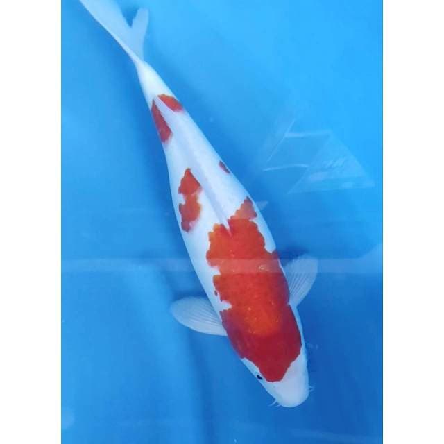37CM // KOHAKU