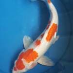 Kohaku