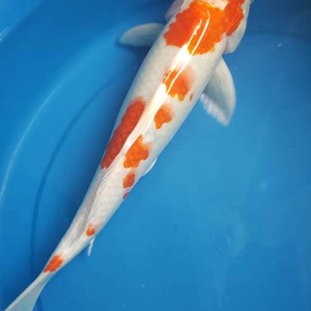 Kohaku