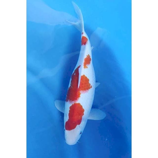 33CM // KOHAKU