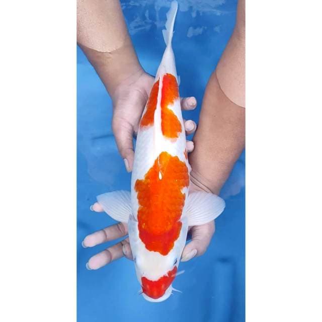 43CM // KUCIBENI KOHAKU