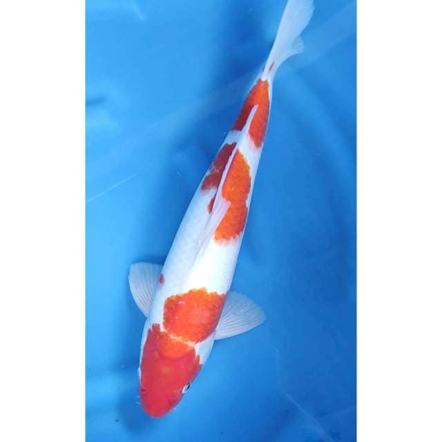 45CM // KOHAKU