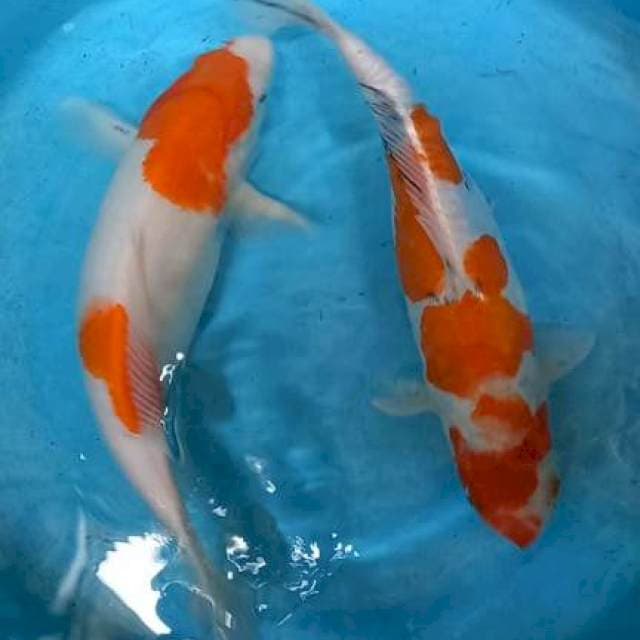 Kohaku + antikan 35 & 38cm