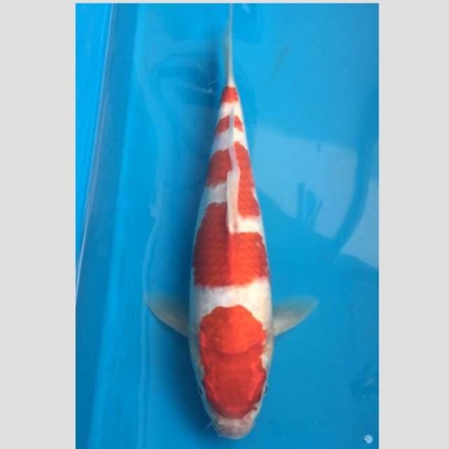 kohaku super koleksi 40bu