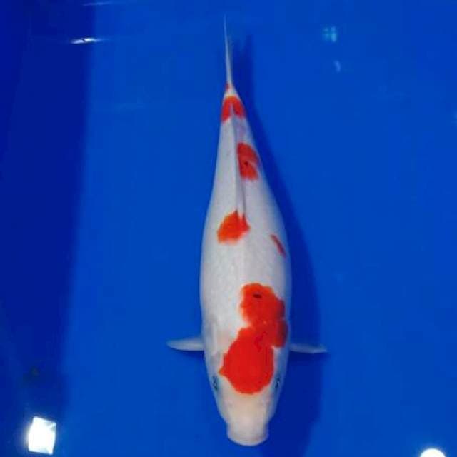 E~  Sanke Betina 33cm