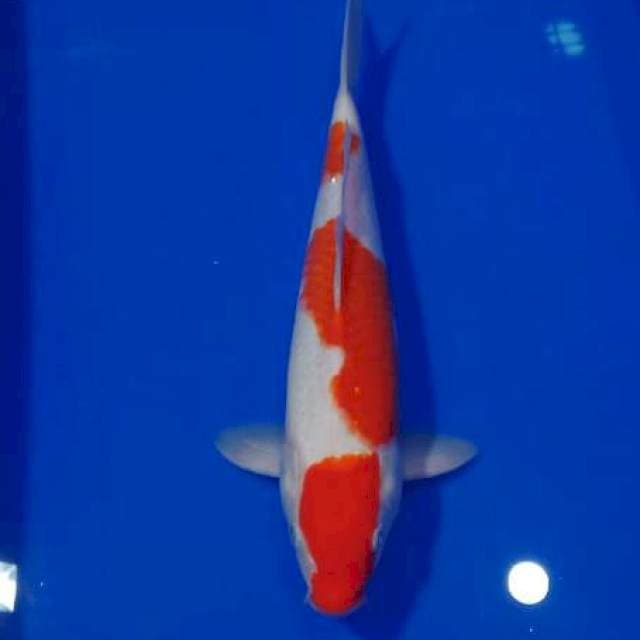 E~  Kohaku Jantan 32cm