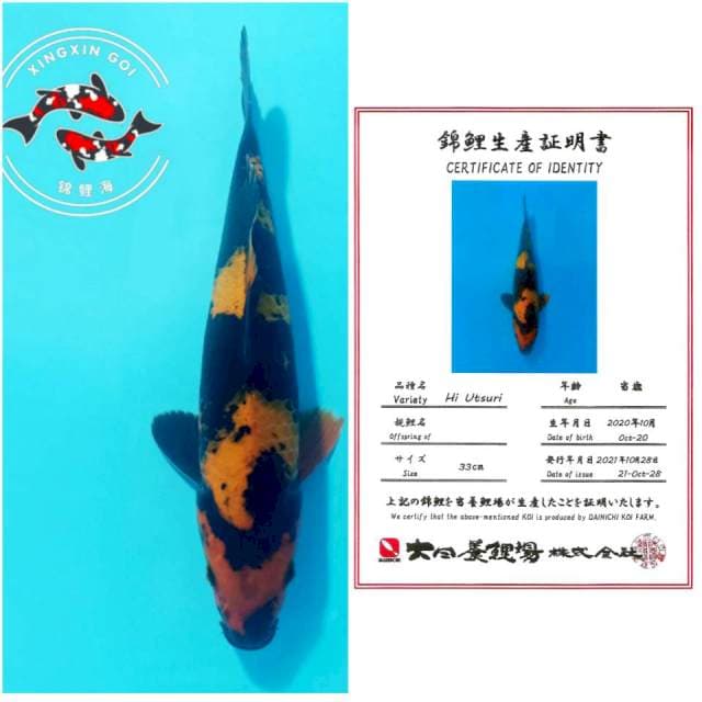 HIU DAINICHI 33CM