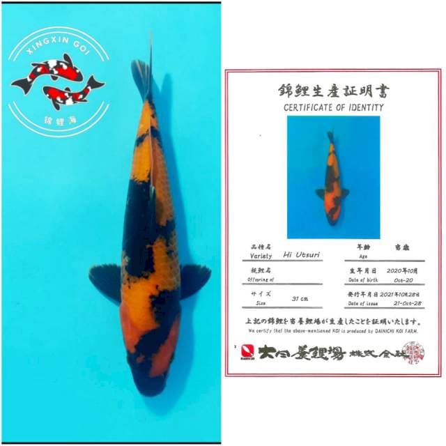 HIU DAINICHI 31CM MALE