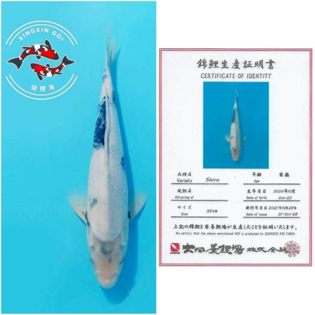 SHIRO DAINICHI 35CM MALE