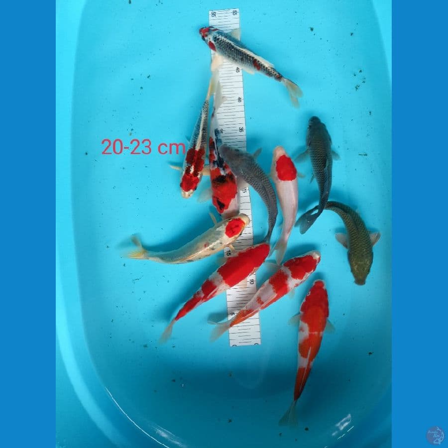 mix 20-23