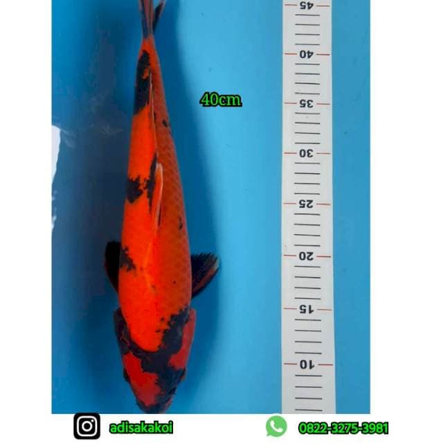Utsurimono 40CM