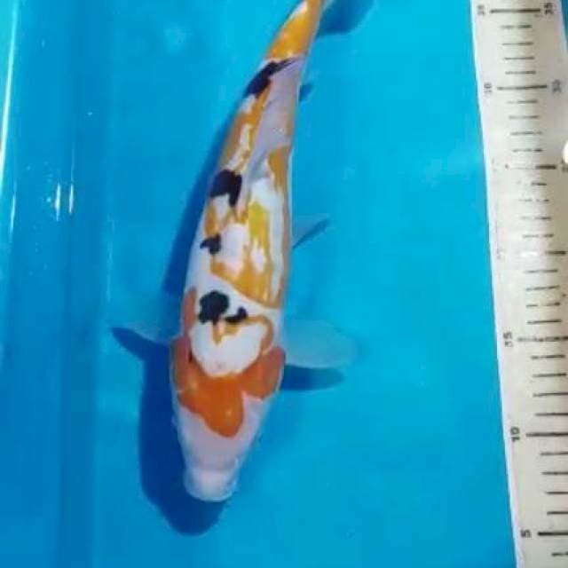 Sanke 34CM