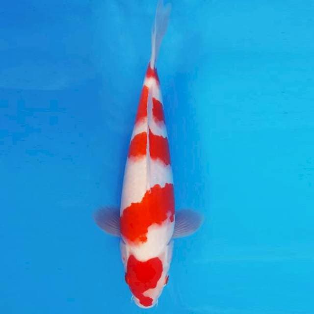 KURAMA 3 - Kohaku ®